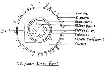 gb110629_young_dicot_root400.jpg