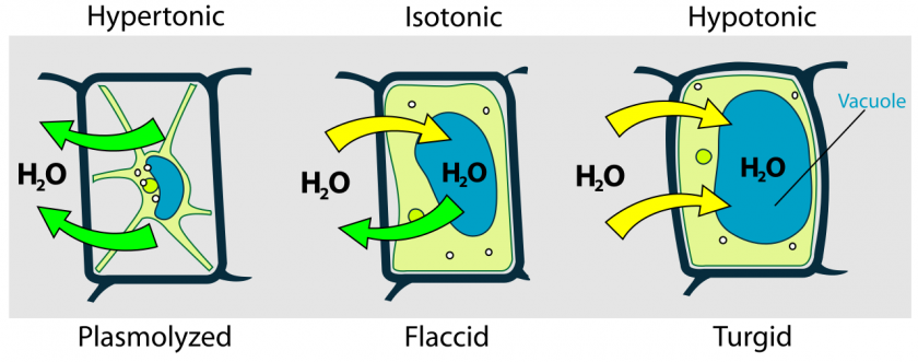 1280px-Turgor_pressure_on_plant_cells_diagram.svg.png