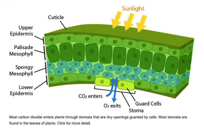 schematic_gas_exchange_across.png