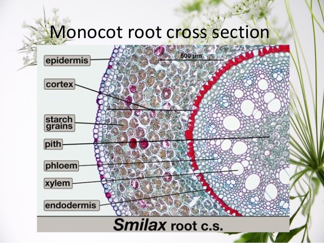 plant-organ-cross-sections-4-638.jpg